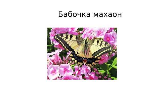  Бабочка махаон 