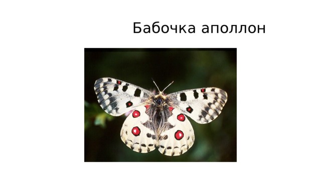  Бабочка аполлон 