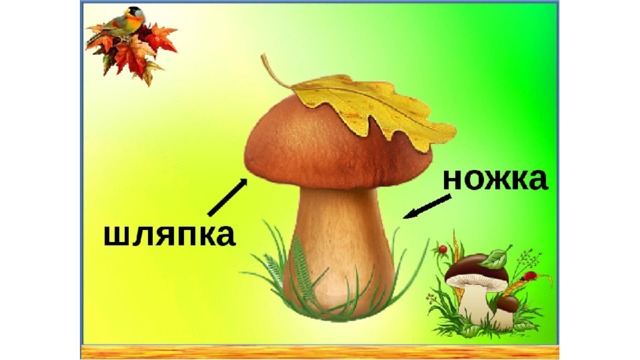 Презентация грибы средняя группа