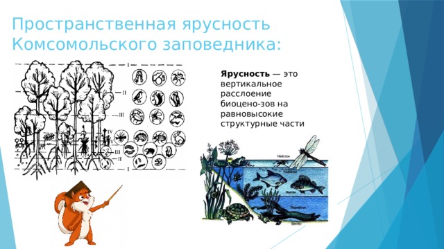 Пространственная ярусность Комсомольского заповедника: Ярусность  — это вертикальное расслоение биоцено-зов на равновысокие структурные части 