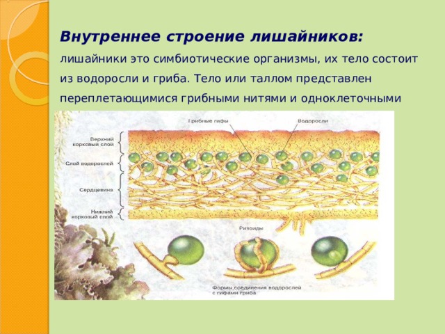 Внутреннее строение лишайников : лишайники это симбиотические организмы, их тело состоит из водоросли и гриба. Тело или таллом представлен переплетающимися грибными нитями и одноклеточными зелеными или сине-зелеными водорослями. 