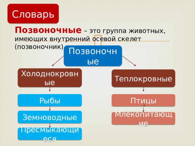 Словарь Позвоночные – это группа животных, имеющих внутренний осевой скелет (позвоночник) Позвоночные Холоднокровные Теплокровные Рыбы Птицы Земноводные Млекопитающие Пресмыкающиеся 