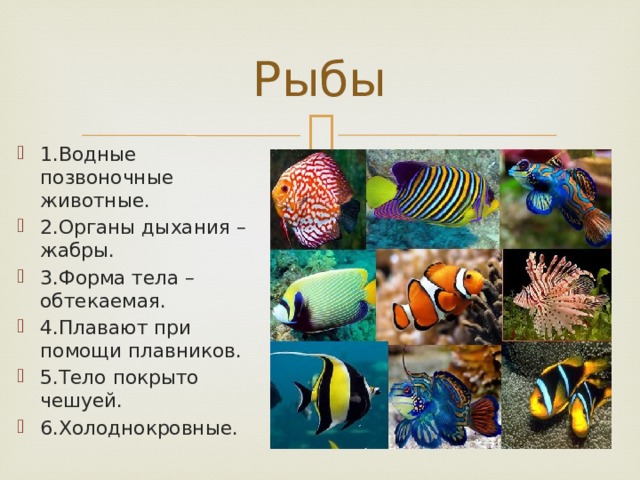 Царство животные рыбы. Позвоночные рыбы. Позвоночные животные рыбы. Класс позвоночных животных рыба. Позвоночные рыбы представители.