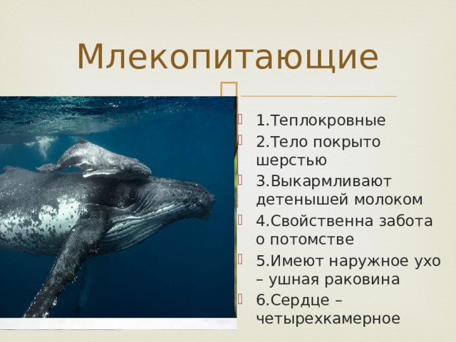 Млекопитающие 1.Теплокровные 2.Тело покрыто шерстью 3.Выкармливают детенышей молоком 4.Свойственна забота о потомстве 5.Имеют наружное ухо – ушная раковина 6.Сердце – четырехкамерное 