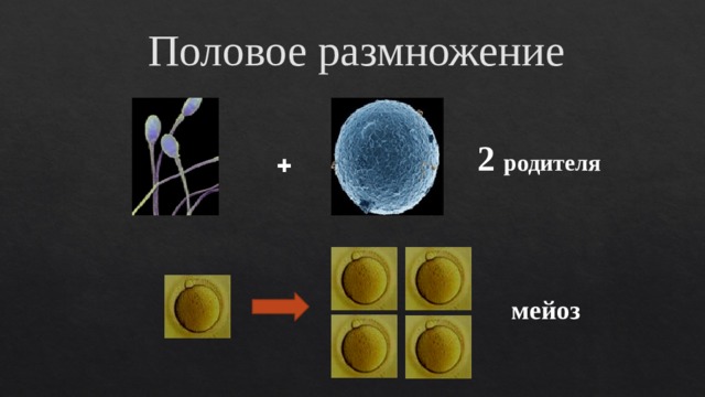 Половое размножение презентация