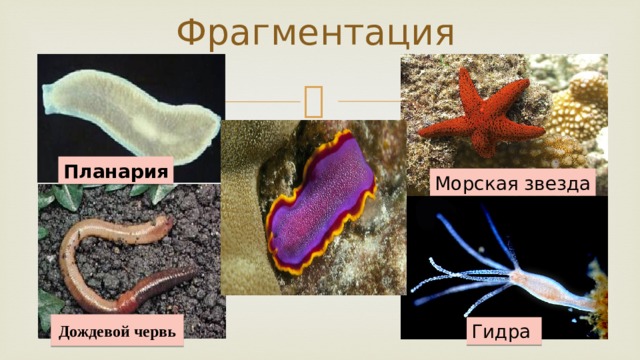 Какой тип питания характерен для белой планарии изображенной на рисунке 1