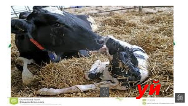 уй 