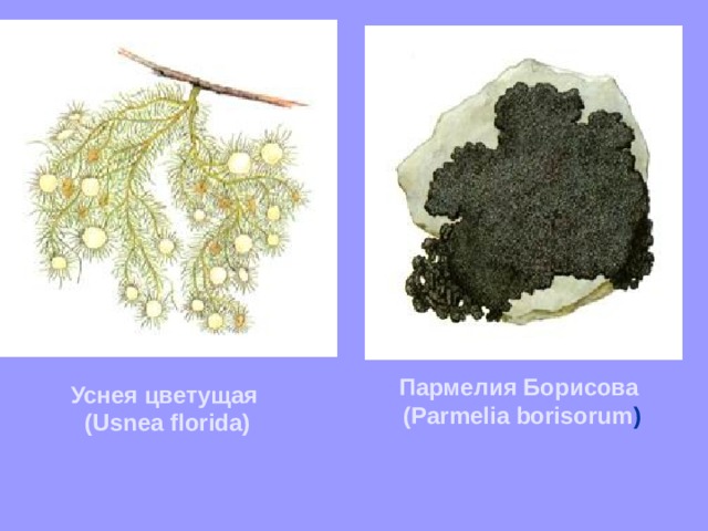Пармелия Борисова (Parmelia borisorum )  Уснея цветущая (Usnea florida)  