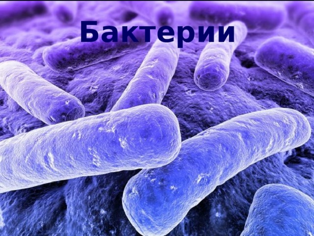 Бактерии 