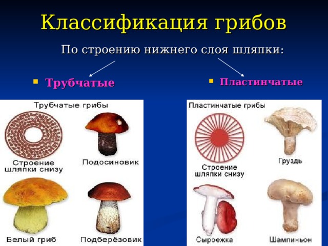 Классификация грибов  По строению нижнего слоя шляпки: Пластинчатые Трубчатые 