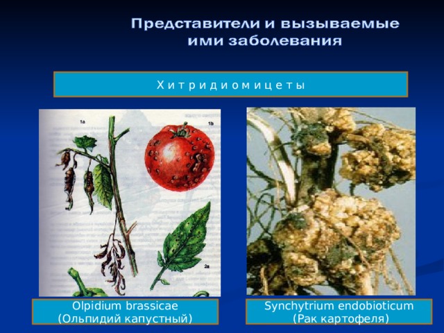 Х и т р и д и о м и ц е т ы Synchytrium endobioticum  (Рак картофеля) Olpidium brassicae (Ольпидий капустный) 