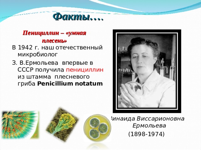 Факты… . Пенициллин – «умная плесень»  В 1942   г. наш отечественный микробиолог З. В.Ермольева впервые в СССР получила  пенициллин из штамма плесневого гриба Penicillium notatum        Зинаида Виссарионовна Ермольева (1898-1974) 