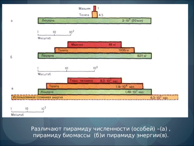 Различают пирамиду численности (особей) –(а) , пирамиду биомассы (б)и пирамиду энергии(в).  