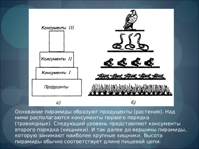 Основание пирамиды образуют продуценты (растения). Над ними располагаются консументы первого порядка (травоядные). Следующий уровень представляют консументы второго порядка (хищники). И так далее до вершины пирамиды, которую занимают наиболее крупные хищники. Высота пирамиды обычно соответствует длине пищевой цепи. 