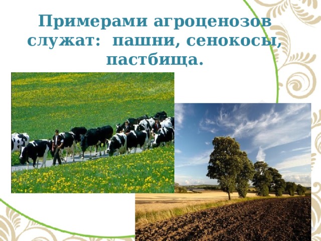 Примерами агроценозов служат: пашни, сенокосы, пастбища.   