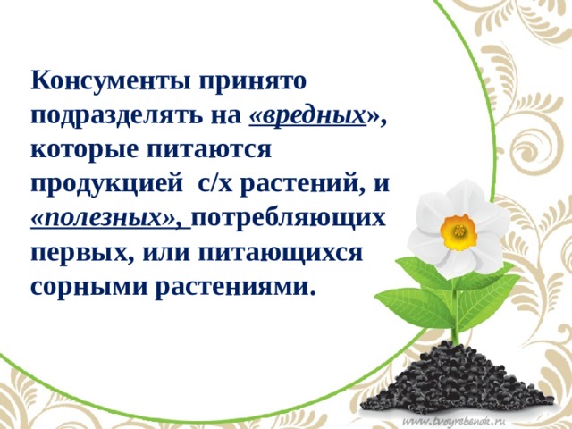 Консументы принято подразделять на «вредных », которые питаются продукцией с/х растений, и «полезных», потребляющих первых, или питающихся сорными растениями.   