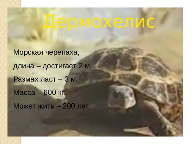 Дермохелис Морская черепаха, длина – достигает 2 м. Размах ласт – 3 м. Масса – 600 кг. Может жить – 200 лет. 