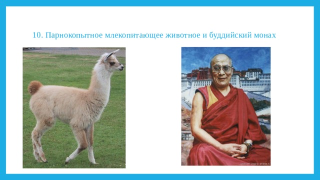 10. Парнокопытное млекопитающее животное и буддийский монах   