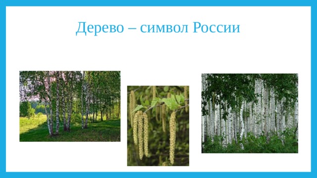 Дерево – символ России   
