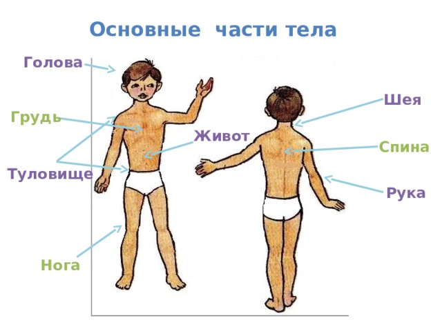 Презентация как устроен человек для детей старшей группы