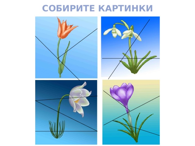 Цветы Разрезные