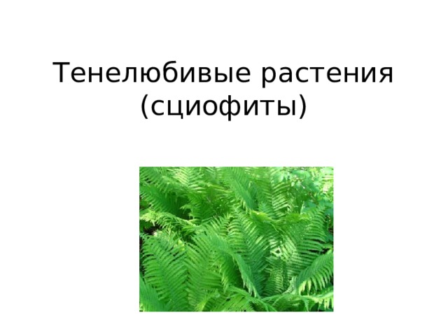 Тенелюбивые растения  (сциофиты) 
