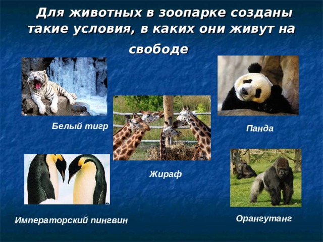  Для животных в зоопарке созданы такие условия, в каких они живут на свободе  Белый тигр Панда Жираф Орангутанг Императорский пингвин 