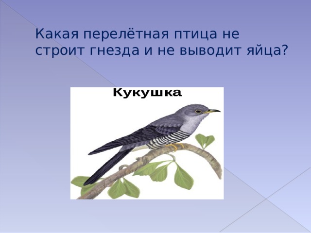 Какая перелётная птица не строит гнезда и не выводит яйца? 