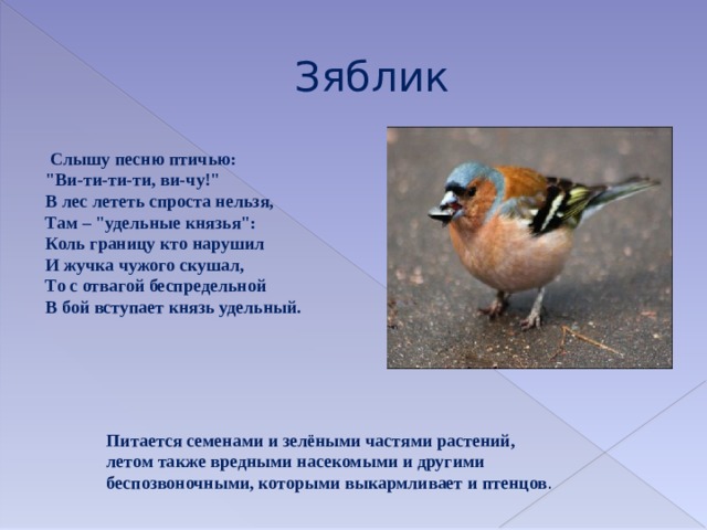 Зяблик  Слышу песню птичью:  
