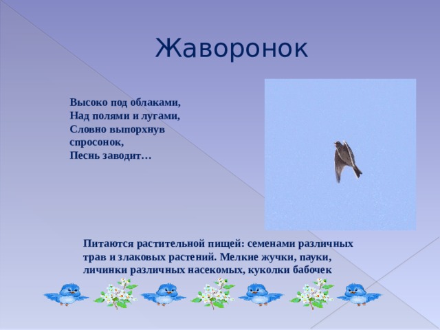 Жаворонок Высоко под облаками,  Над полями и лугами,  Словно выпорхнув спросонок,  Песнь заводит… Питаются растительной пищей: семенами различных трав и злаковых растений. Мелкие жучки, пауки, личинки различных насекомых, куколки бабочек 