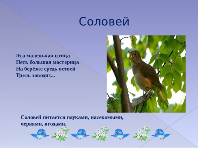 Соловей Эта маленькая птица  Петь большая мастерица  На берёзке средь ветвей  Трель заводит... Соловей питается пауками, насекомыми, червями, ягодами. 