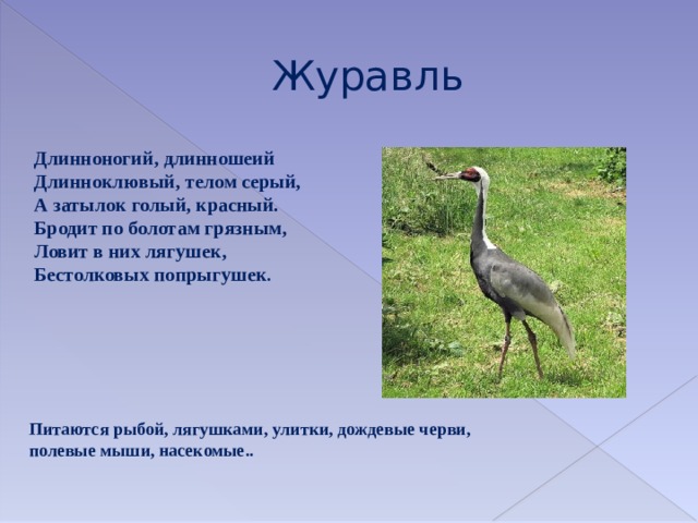 Журавль Длинноногий, длинношеий   Длинноклювый, телом серый,  А затылок голый, красный.  Бродит по болотам грязным,  Ловит в них лягушек,  Бестолковых попрыгушек . Питаются рыбой, лягушками, улитки, дождевые черви, полевые мыши, насекомые.. 