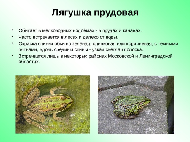 Прудовая лягушка фото и описание