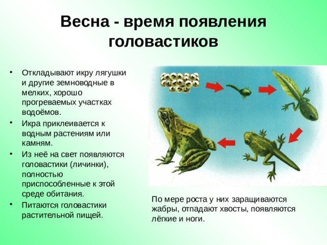 Какая особенность строения дыхательной системы головастиков. Период развития лягушки. Появление лягушки. Лягушка появляется. Икра головастик лягушка.