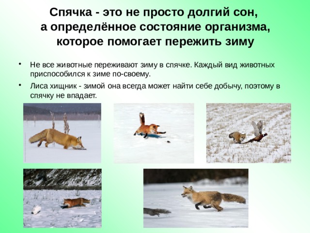 Зима изменения в жизни животных. Спячка. Изменения в жизни животных весной. Весенние изменения в жизни рыси.