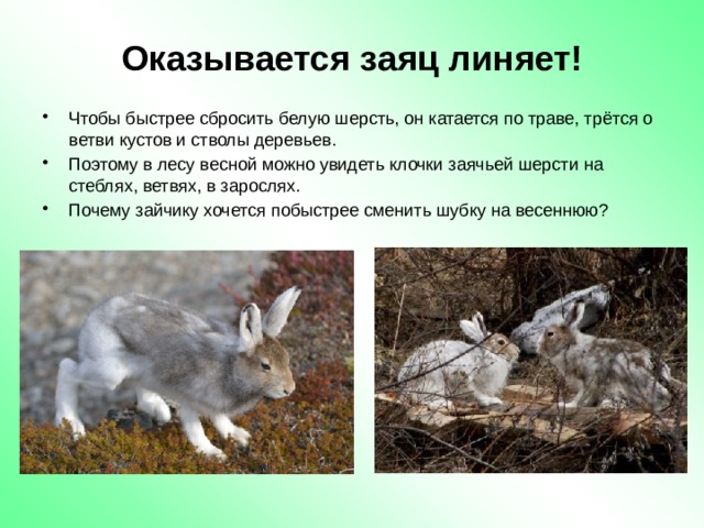 В какое время года у зверей линька. Заяц линяет. Линька зайца. Заяц линяет весной. Как линяют зайцы.