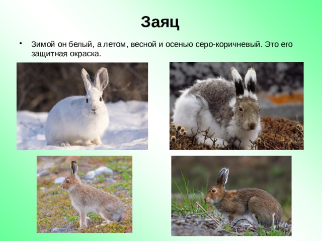 Изменения происходящие в жизни животных весной. Заяц зимой и летом. Жизнь животных весной и летом заяц. Дикие животные весной презентация. Сезонные изменения в жизни животных заяц.