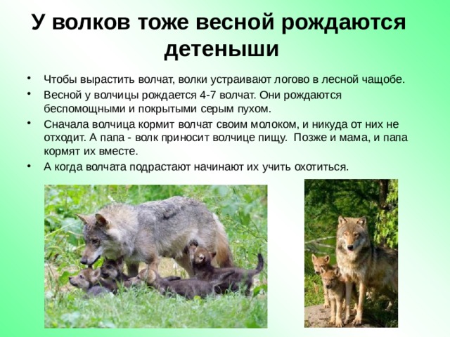 Изменения в жизни животных летом таблица. Как растут волчата. Продолжительность жизни волка. Изменения волка весной. Сколько волчица рожает волчат.