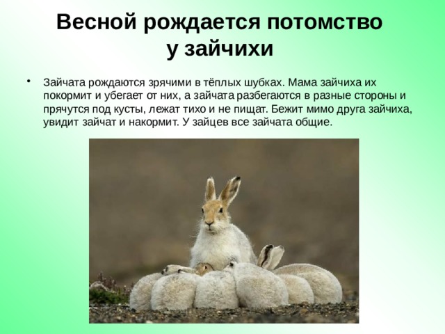 Сколько зайчиком лет. Рождение потомства у зайчихи. В поле еще снег, а у зайчих уж родятся Зайчата.. Рассказ Зайчата ранней весной. Зайцы рождаются слепыми или зрячими.
