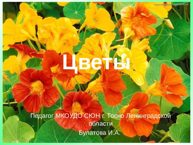 Цветы Педагог МКОУДО СЮН г. Тосно Ленинградской области Булатова И.А. 