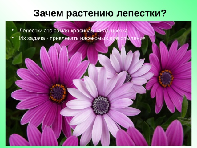 Зачем растению лепестки? Лепестки это самая красивая часть цветка Их задача - привлекать насекомых для опыления  
