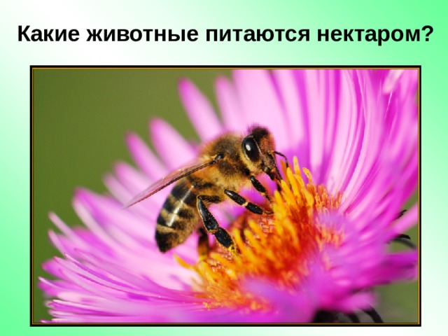 Какие животные питаются нектаром? 