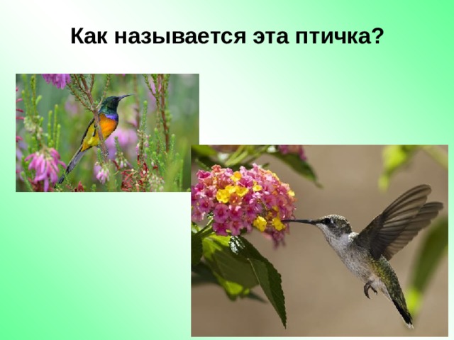 Как называется эта птичка? 