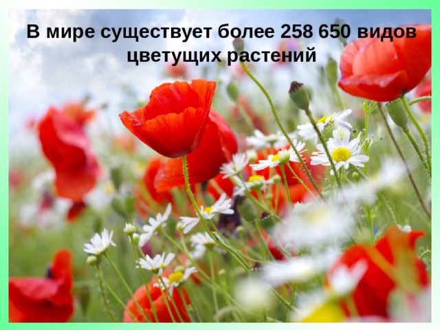 В мире существует более 258 650 видов цветущих растений 