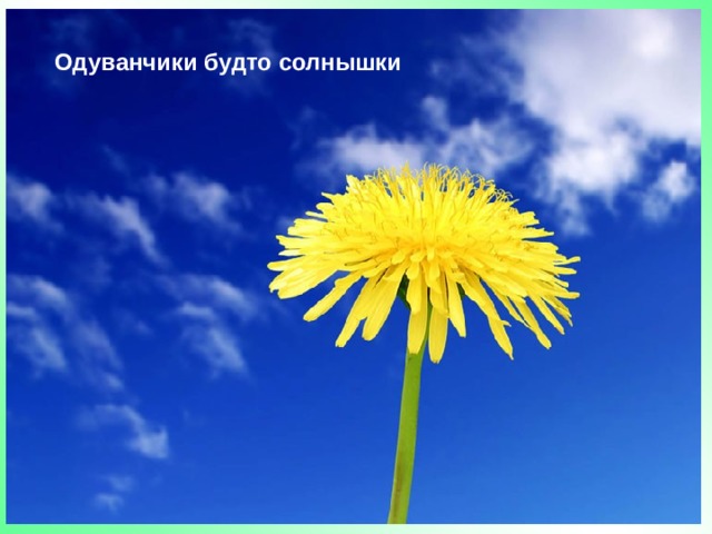 Одуванчики будто солнышки 
