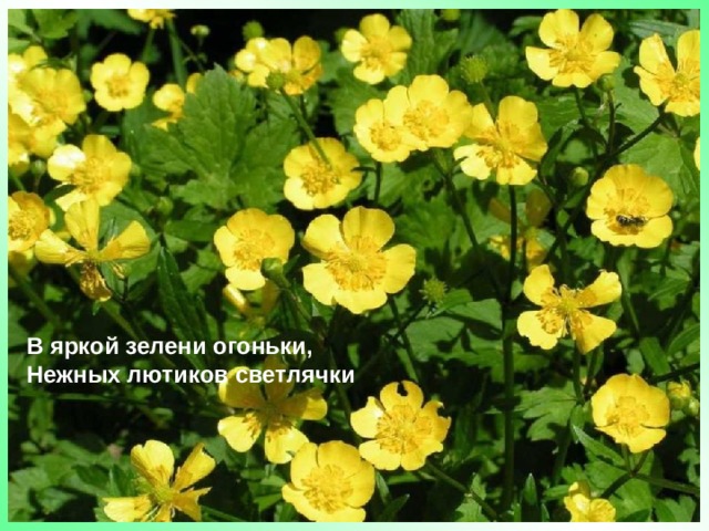 В яркой зелени огоньки,  Нежных лютиков светлячки 
