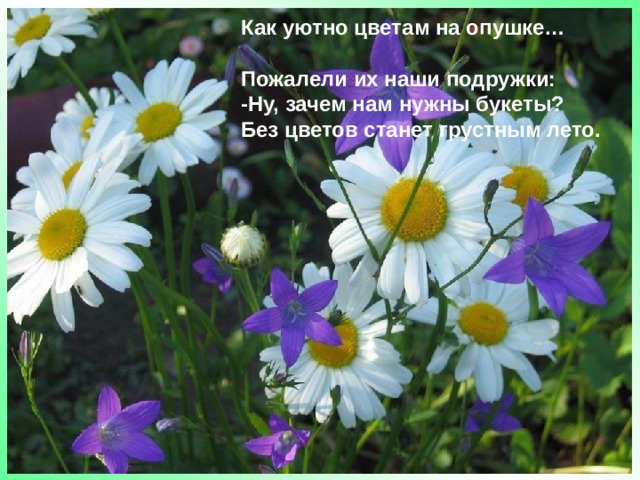Как уютно цветам на опушке…  Пожалели их наши подружки:  -Ну, зачем нам нужны букеты?  Без цветов станет грустным лето. 