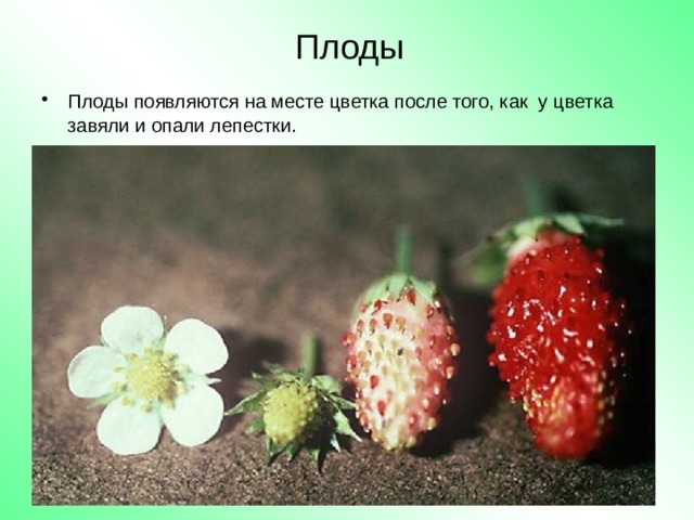 Плоды Плоды появляются на месте цветка после того, как у цветка завяли и опали лепестки. 
