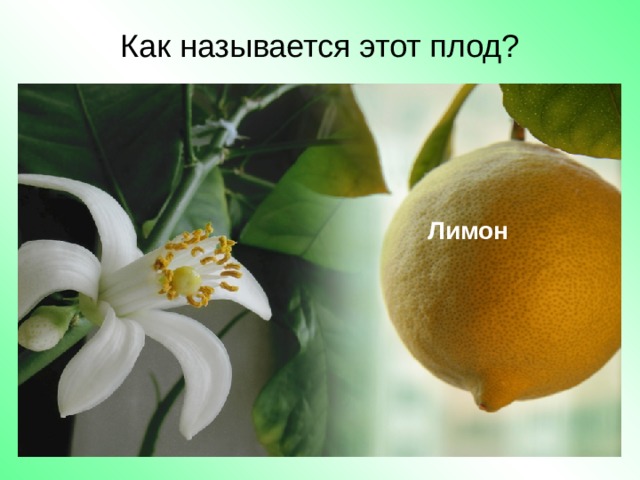 Как называется этот плод? Лимон 