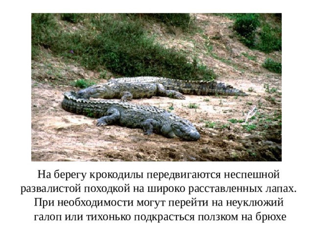 На берегу крокодилы передвигаются неспешной развалистой походкой на широко расставленных лапах. При необходимости могут перейти на неуклюжий галоп или тихонько подкрасться ползком на брюхе 